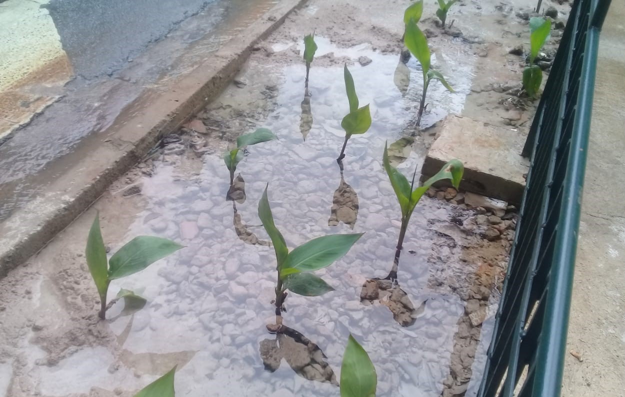 Foto da biovaleta mostra plantas na água